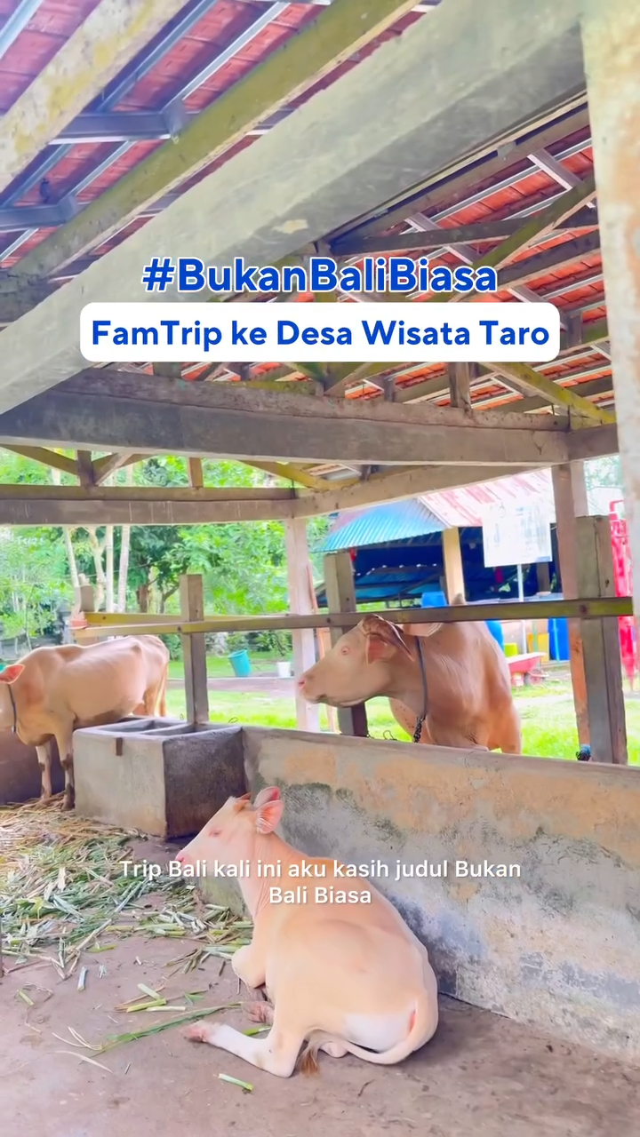 Trip Bareng Ke Desa Taro Bali Barat (Peraih ASEAN Tourism Award)